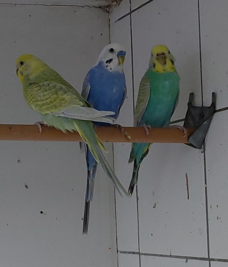 Volwassen Grasparkietjes, Meerdere dieren, Parkiet, Tam