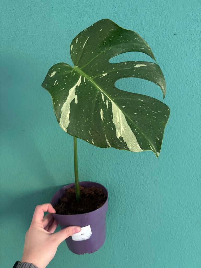 Monstera Thai Constellation stekje, Groene kamerplant, Ophalen of Verzenden, Halfschaduw, Minder dan 100 cm