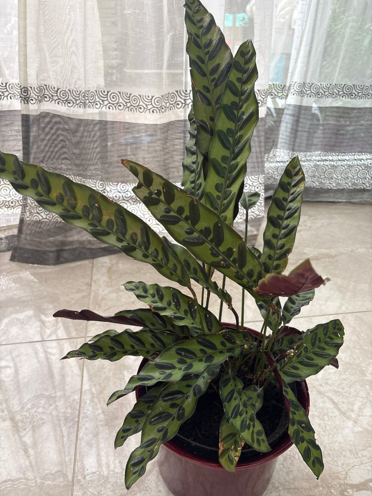 Calathea Rattlesnake - Decoratieve Kamerplant, Overige soorten, In pot, Minder dan 100 cm, Groene kamerplant