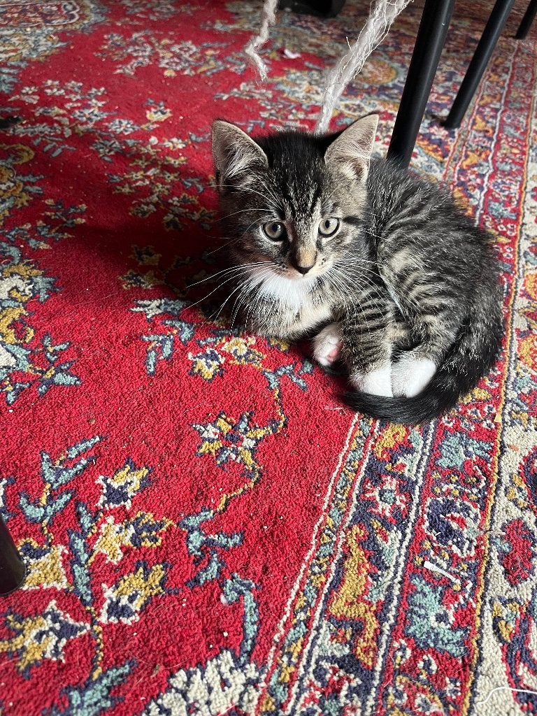 kittens, Dieren en Toebehoren, Meerdere dieren, Ontwormd