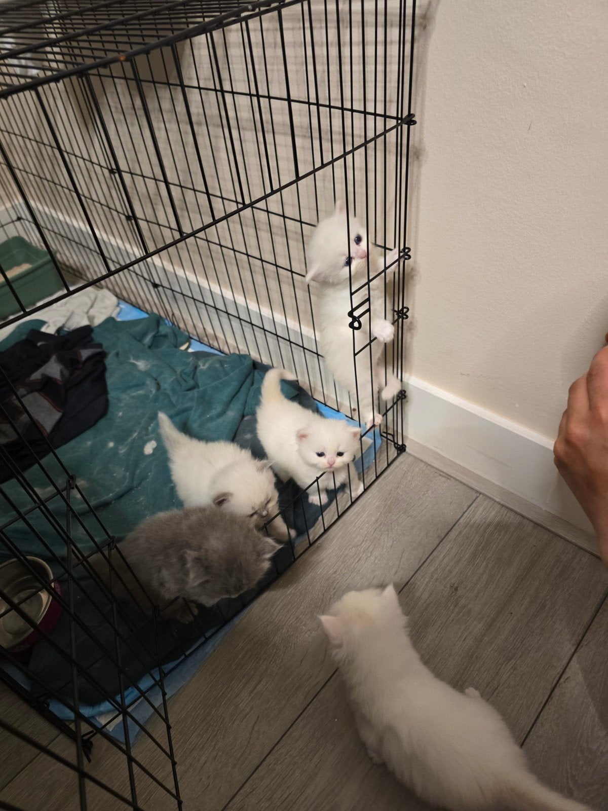 Britse langhaar 3 kater 2 poes, Dieren en Toebehoren, Poes