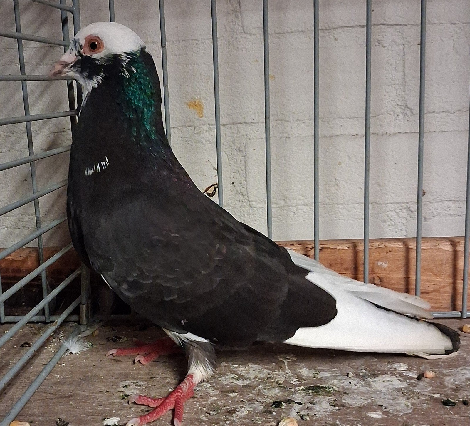 sierduif doffer, Dieren en Toebehoren, Vogels | Duiven, Mannelijk, Kropper