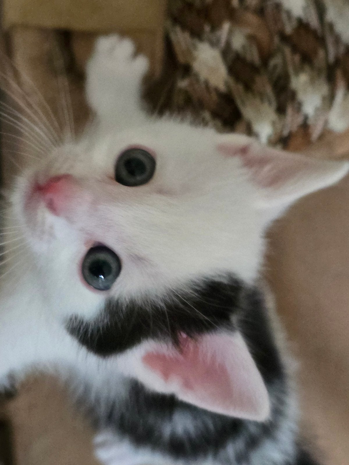 Twee schattige kittens te koop (mogen het nestje verlaten), Meerdere dieren