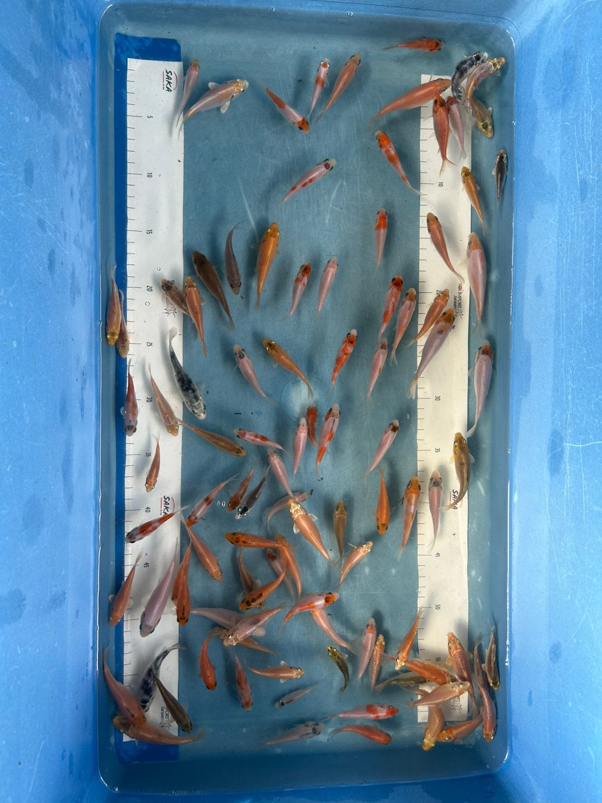 Koi te koop 5-10 cm eigenkweek met garantie, Karper of Koi