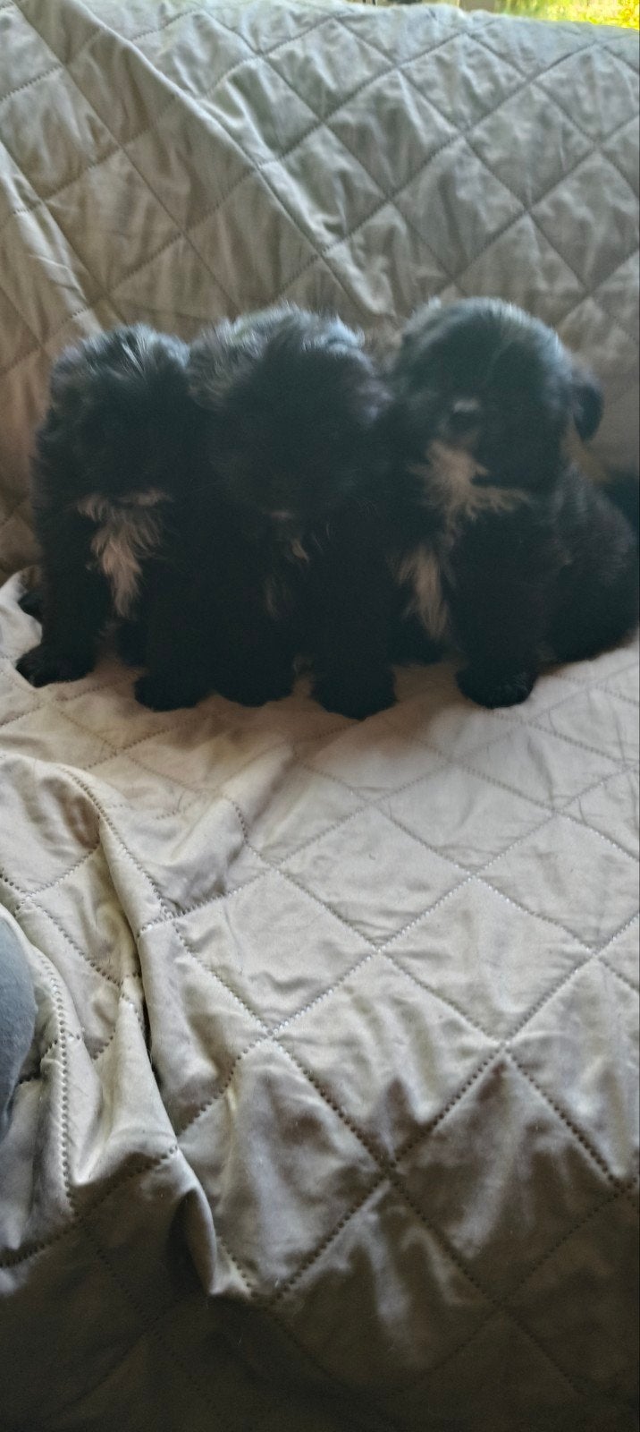 Te koop Boomer Pomeriaan pups, Dieren en Toebehoren, Overige rassen, Meerdere, Meerdere dieren, Nederland