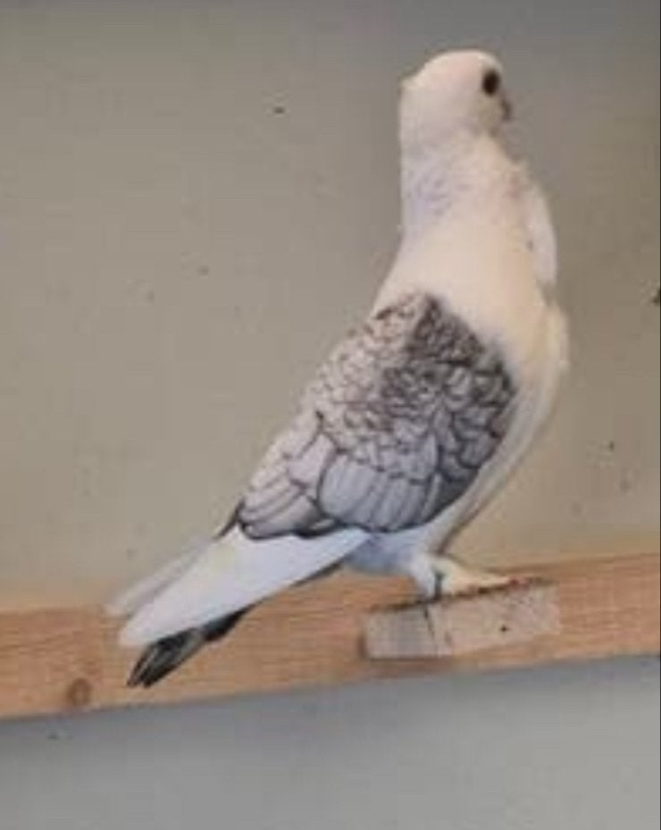 Duifje vermist, Mannelijk, Postduif