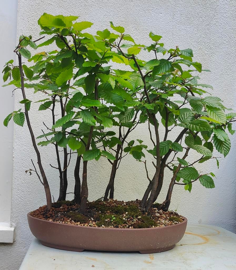Bonsai Haagbeuk Bos (Carpinus betulus) in Bruine Schaal, Bloeit niet, Overige soorten, Minder dan 100 cm, Ophalen
