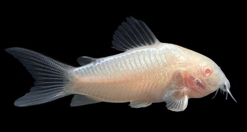 Corydoras Albino, Dieren en Toebehoren, Vissen | Aquariumvissen, Zoetwatervis, Vis, Schoolvis