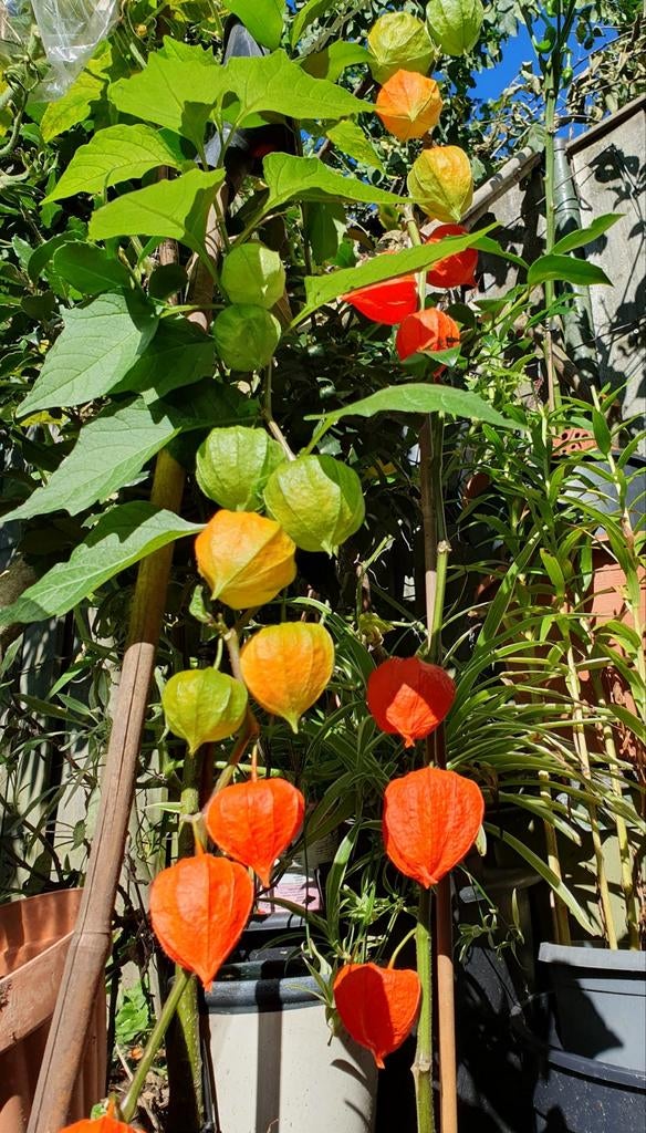 Lampion plant, Tuin en Terras, Overige soorten, Minder dan 100 cm, Zomer, Ophalen