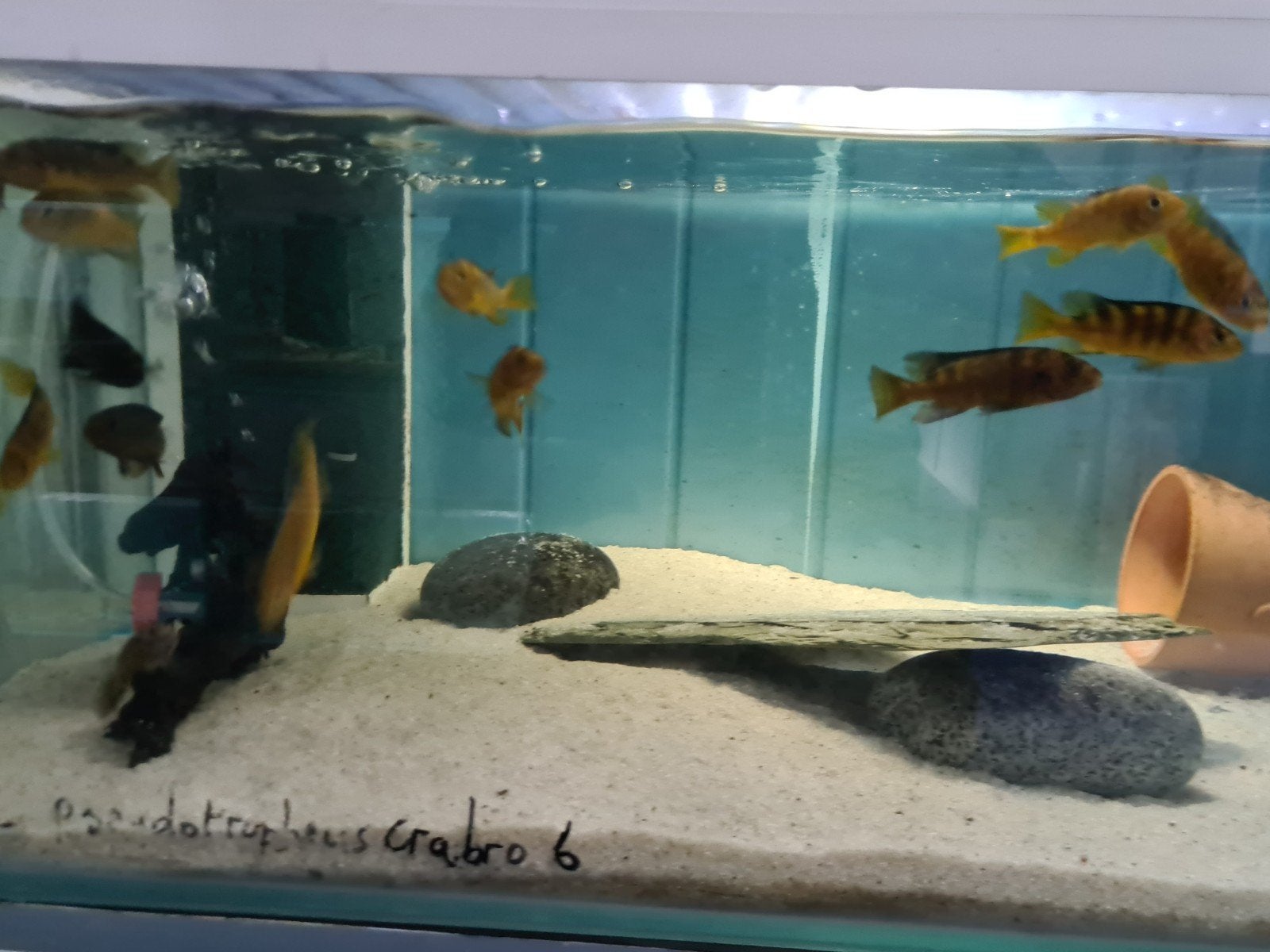 Pseudotropheus Crabro Malawi Cichliden, Vis, Zoetwatervis