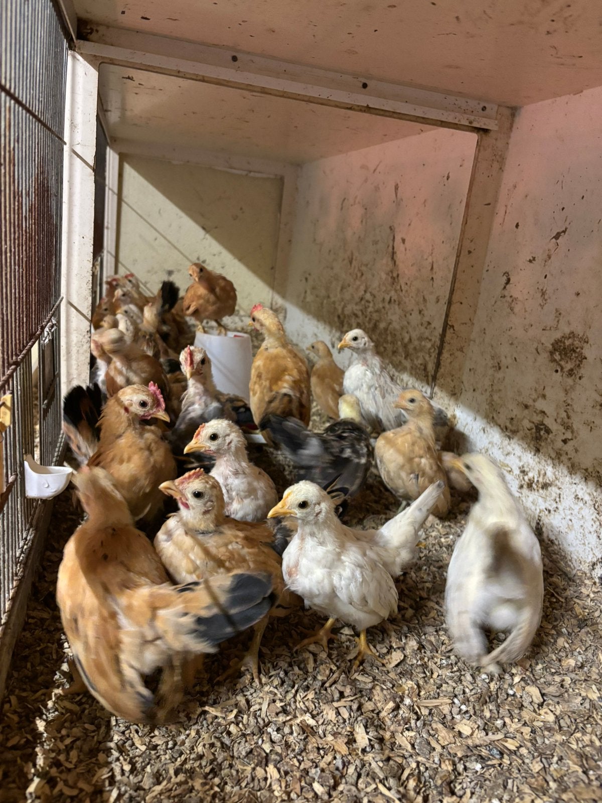 Ayam serama kuikens, Meerdere dieren, Kip