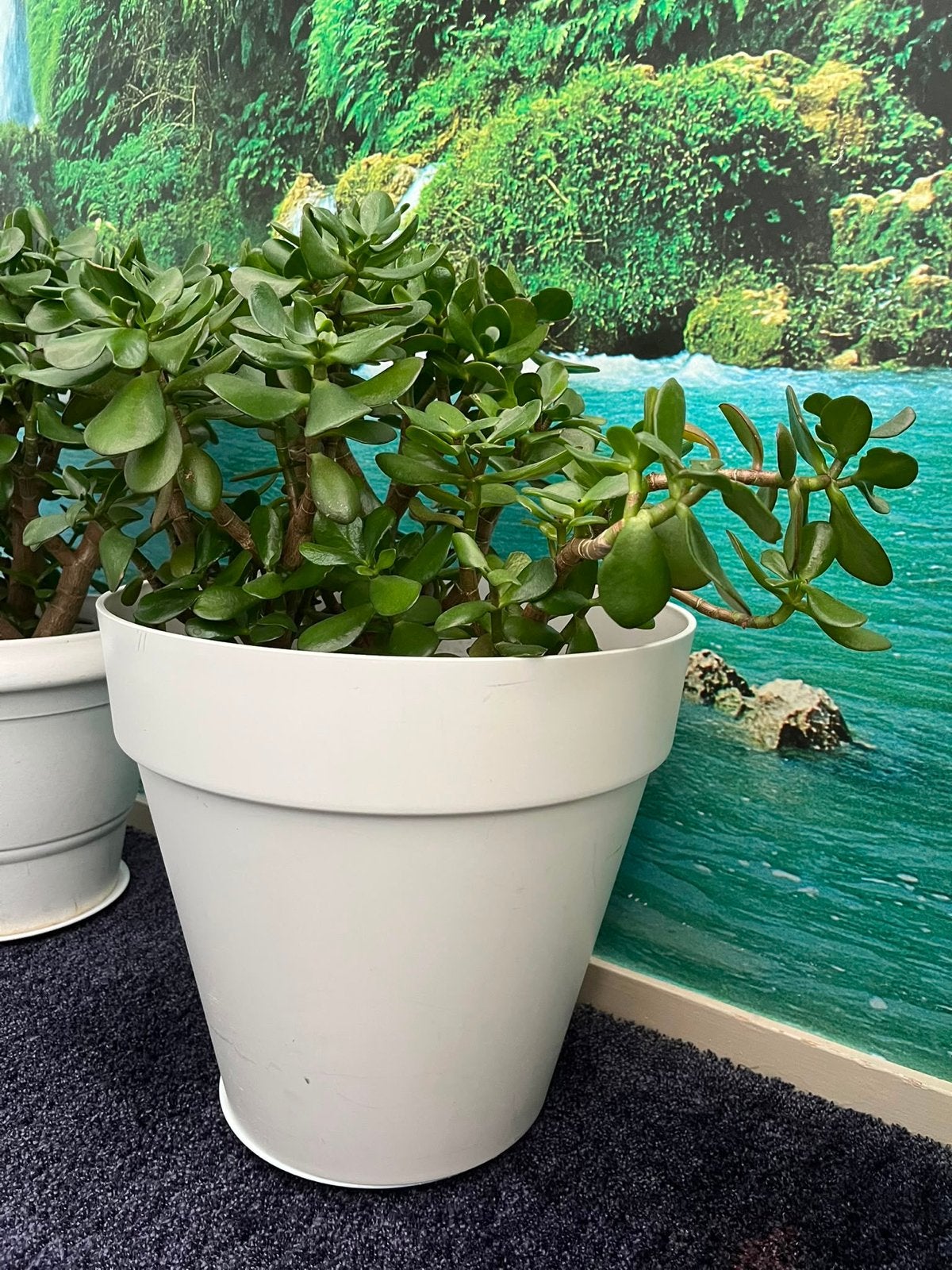 Mooie en gezonde Vetplant (Crassula Ovata) in pot, Huis en Inrichting, Ophalen, Vetplant, In pot, Minder dan 100 cm