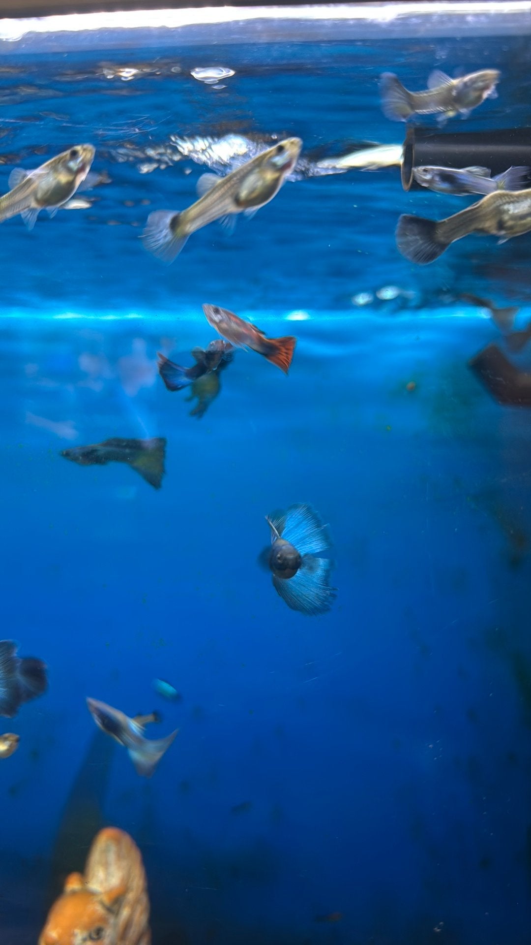 De guppy is blauw., Ophalen of Verzenden