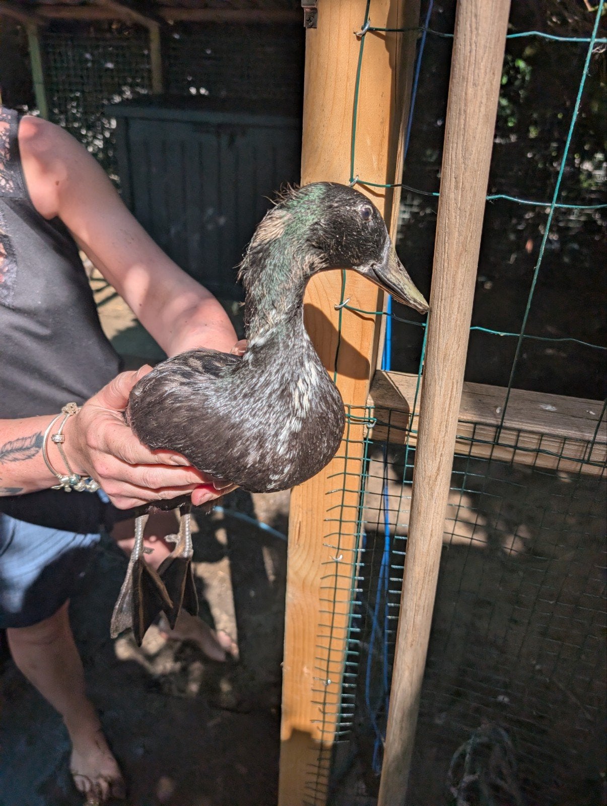 Loopeenden man en vrouw, Meerdere dieren, Eend