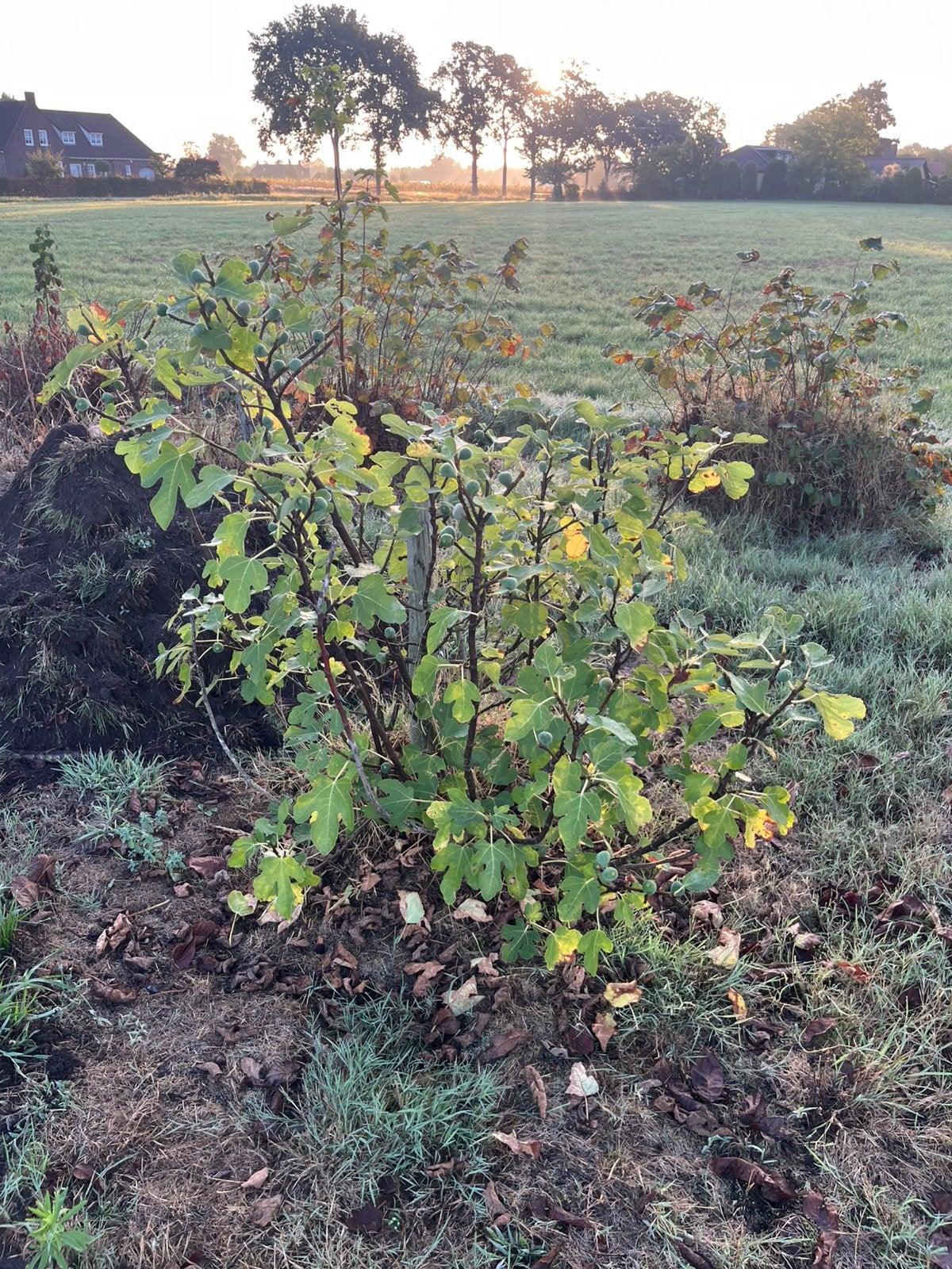 Vijgenbomen /struiken, Ophalen, Overige soorten, Minder dan 100 cm