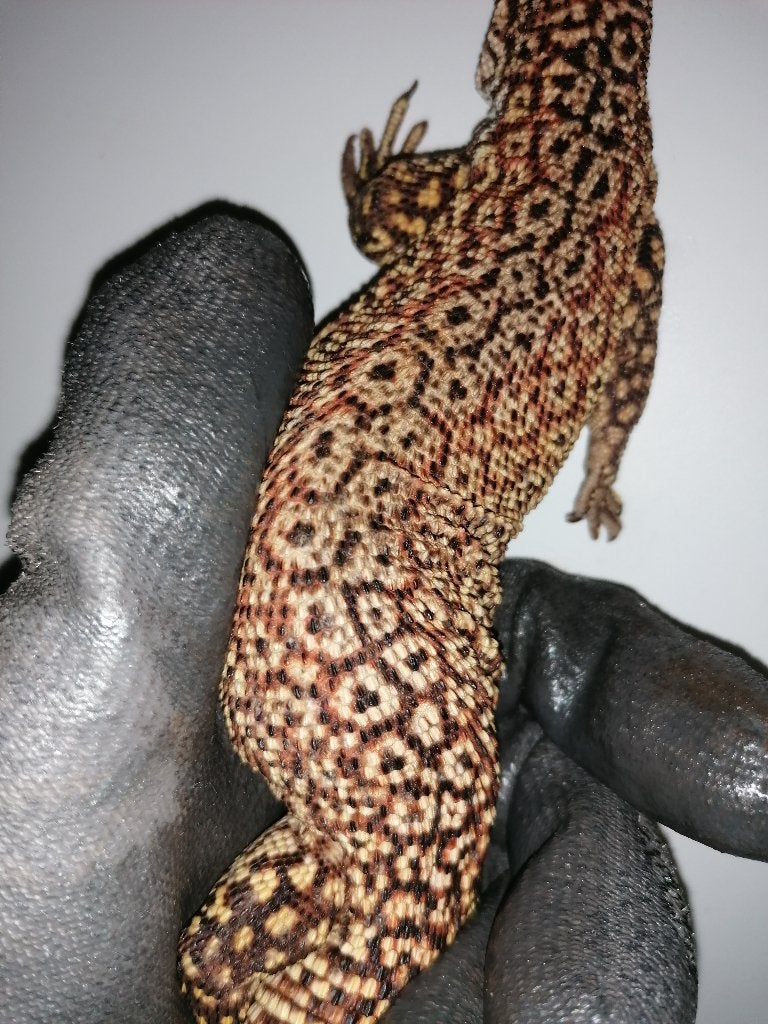 Varanus Acanthurus breeding trio