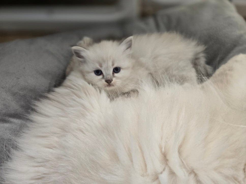 Siberische kittens Neva Masquerade HYPOALLERGIESCHE, Meerdere dieren, Gechipt, 0 tot 2 jaar