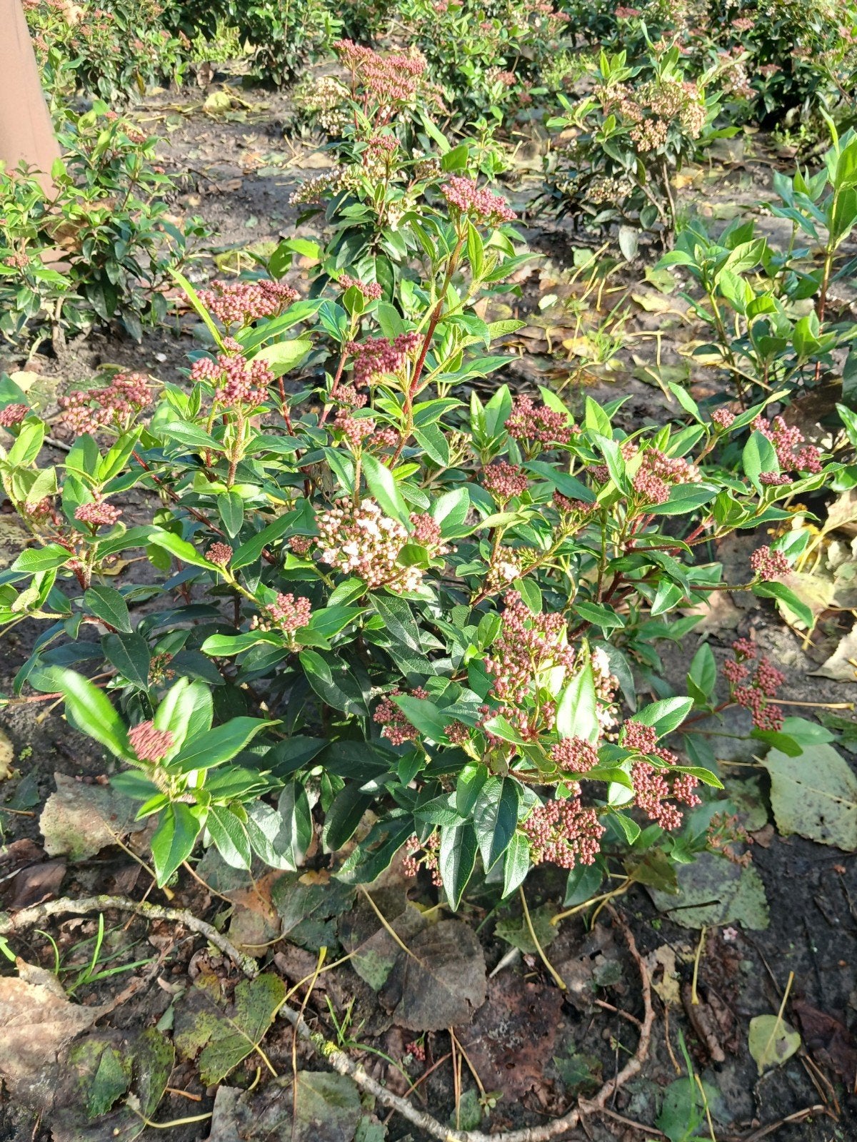 Viburnum Tinus, Tuin en Terras, Ophalen, Overige soorten, Struik, Minder dan 100 cm
