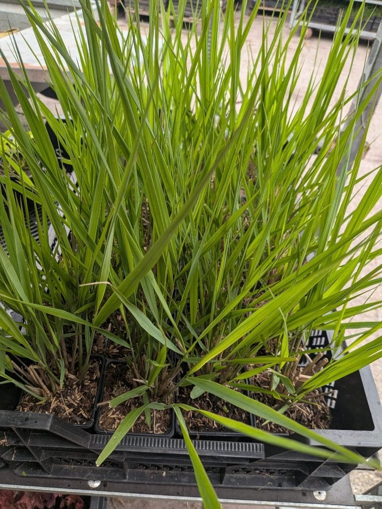 Panicum virgatum 'Northwind' – Vingergras p9, Ophalen, Vaste plant, Siergrassen, Bloeit niet