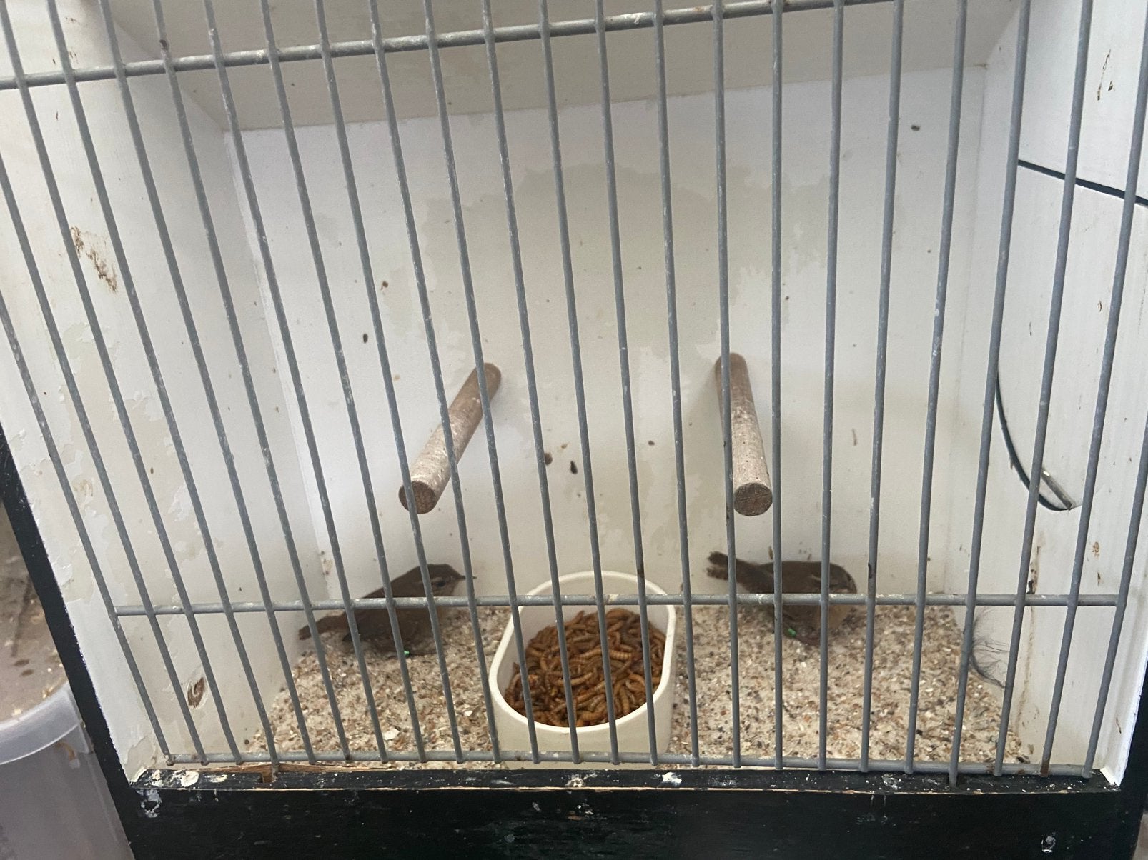 Winterkoningen, Meerdere dieren, Wildzangvogel, Geringd