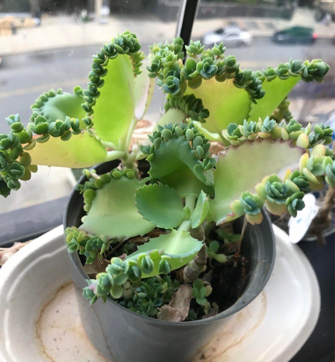 Stekkies van Kalanchoë daigremontiana (Moeder van Duizenden), Ophalen, Halfschaduw, Minder dan 100 cm