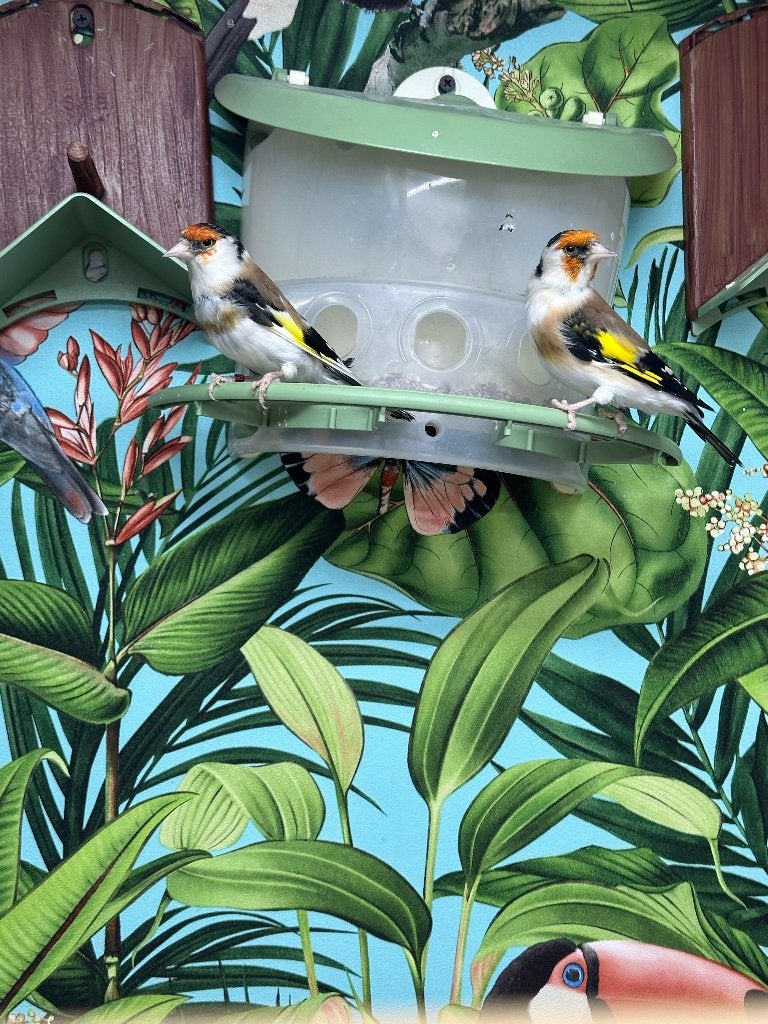 Major putters, Dieren en Toebehoren, Meerdere dieren, Wildzangvogel