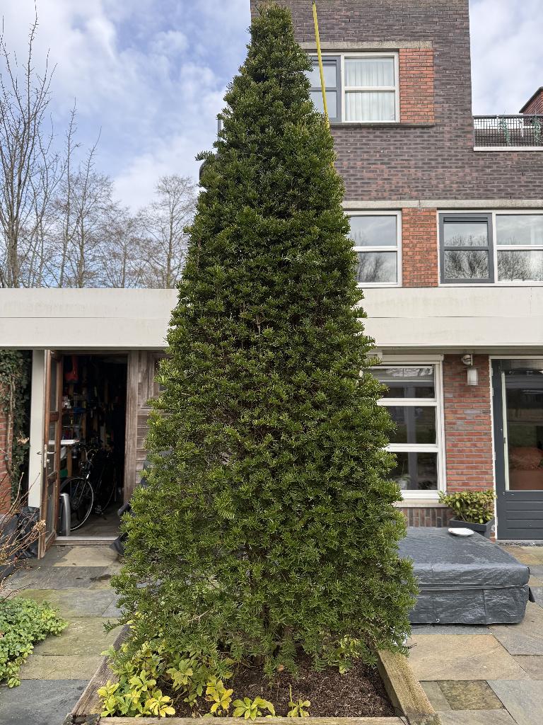 2 Pyramide Taxus bomen, Tuin en Terras, Planten | Bomen, Ophalen, Halfschaduw, Lente, 100 tot 250 cm