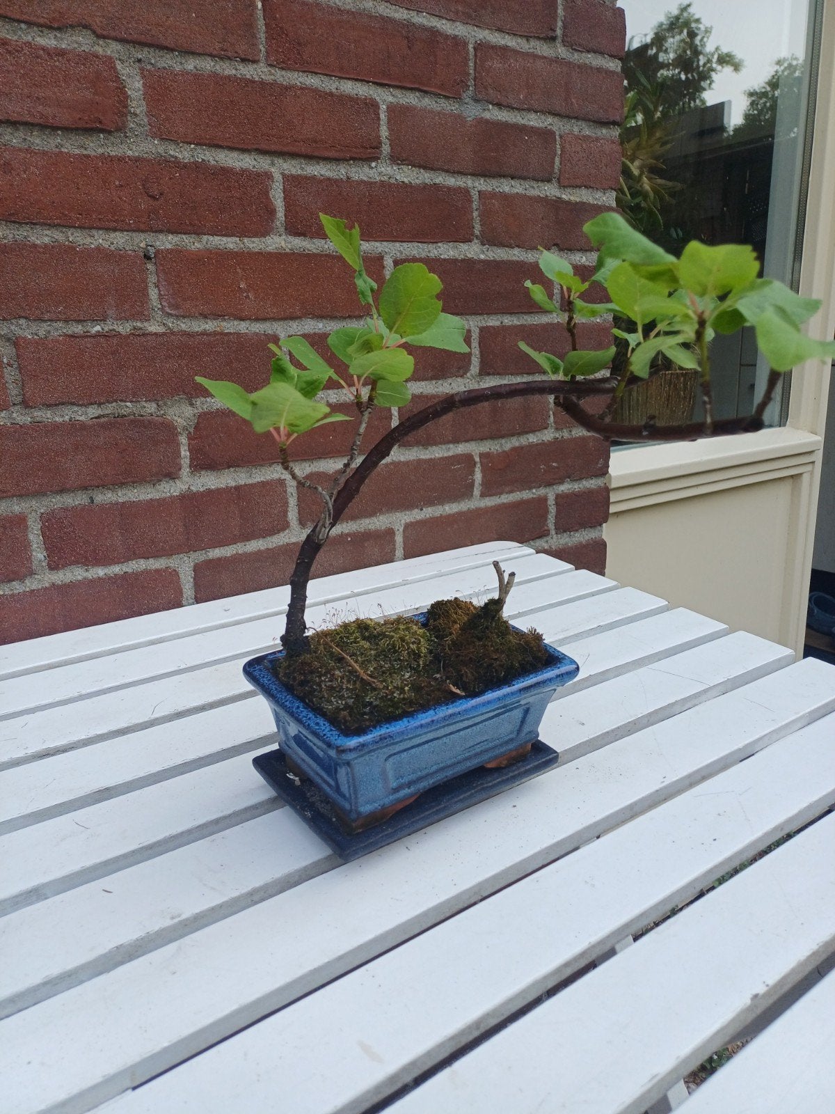 Gecultiveerde sierappel bonsai, Ophalen
