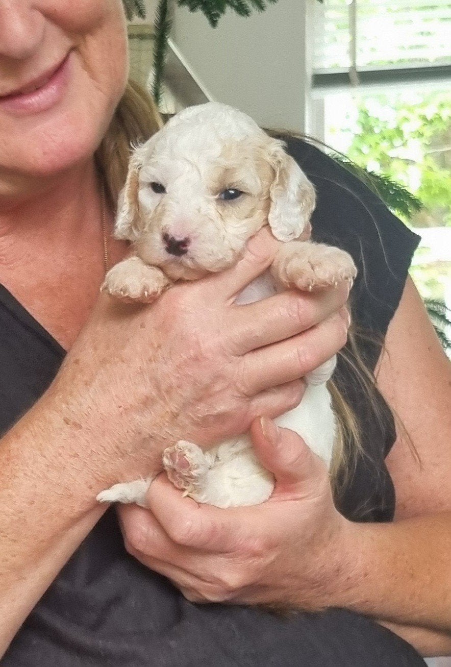 Labradoodle pups, Overige rassen, 8 tot 15 weken, Meerdere dieren, Eén hond