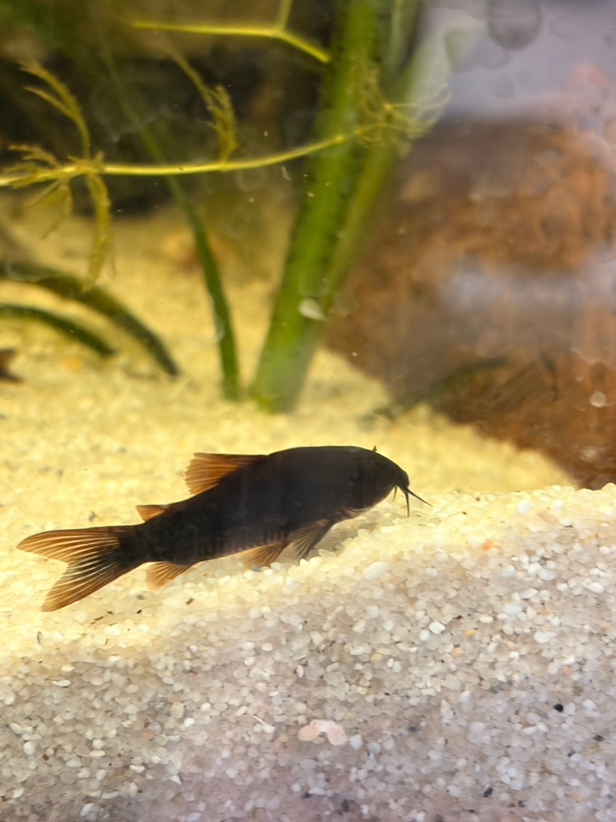 Corydora Black Venezuela, Dieren en Toebehoren, Vis