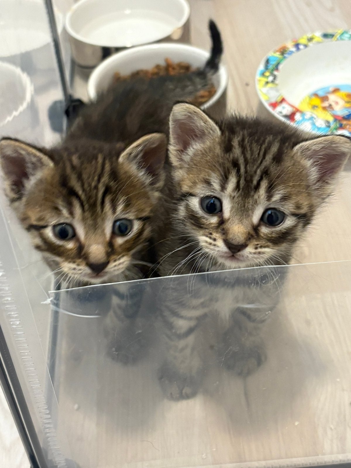 Kittens, Kater, 0 tot 2 jaar