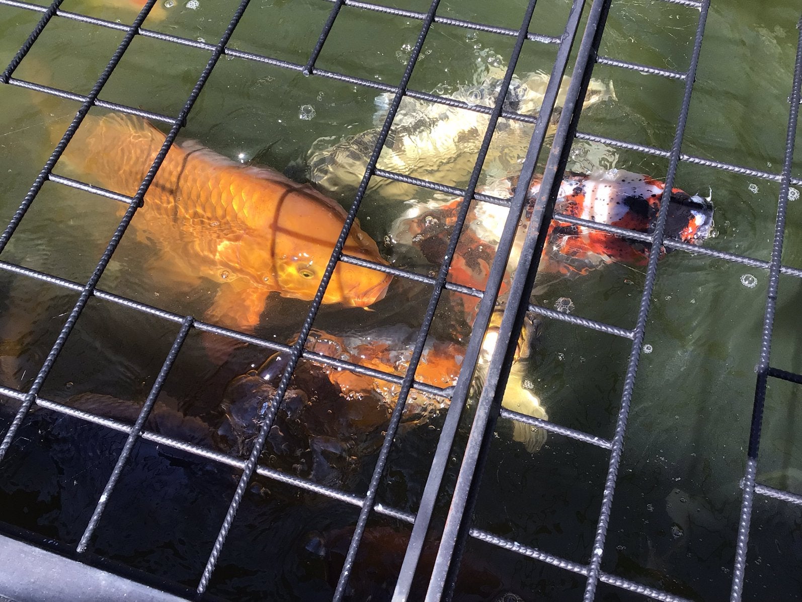 Te koop koi’s en grote goudvissen ivm beëindiging hobby, Dieren en Toebehoren, Karper of Koi