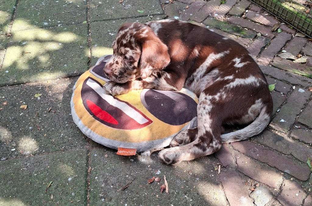 Lieve kruising Labrador pups in verschillende kleurtjes., Parvo, 8 tot 15 weken, Meerdere, Meerdere dieren