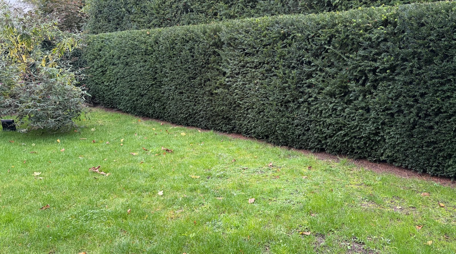 Prachtige, volle Taxus Baccata haag, Ophalen, Taxus
