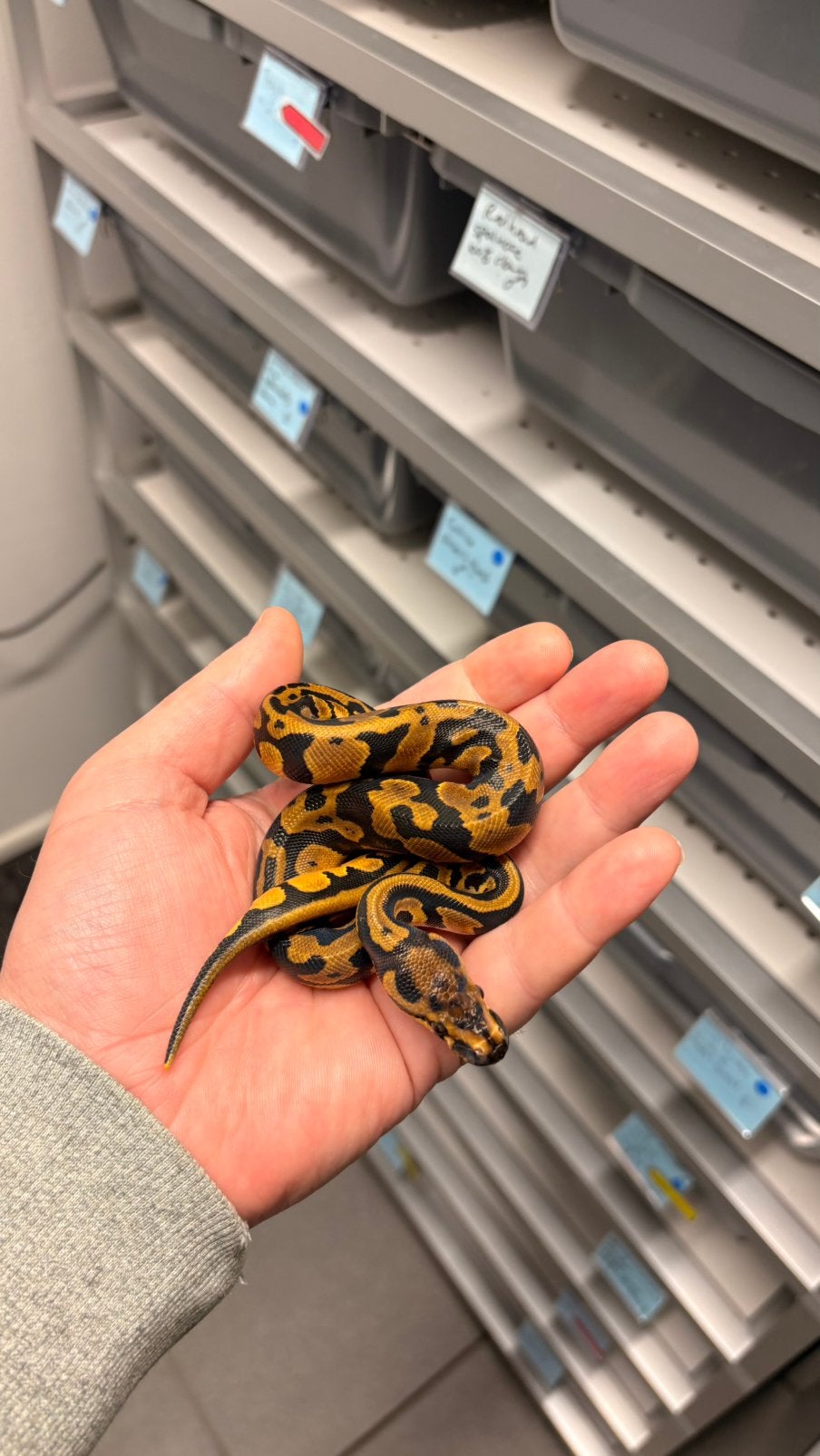 0.1 confusion orange dream 100% clown ball python Ball Python photo 3