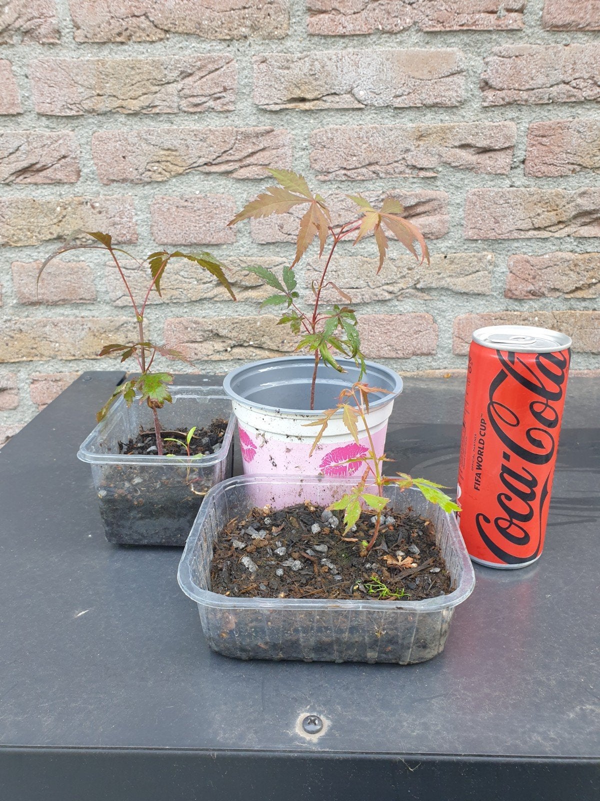 Bonsai   -japanse esdoorns, Overige soorten, Vaste plant, Ophalen of Verzenden, Bloeit niet
