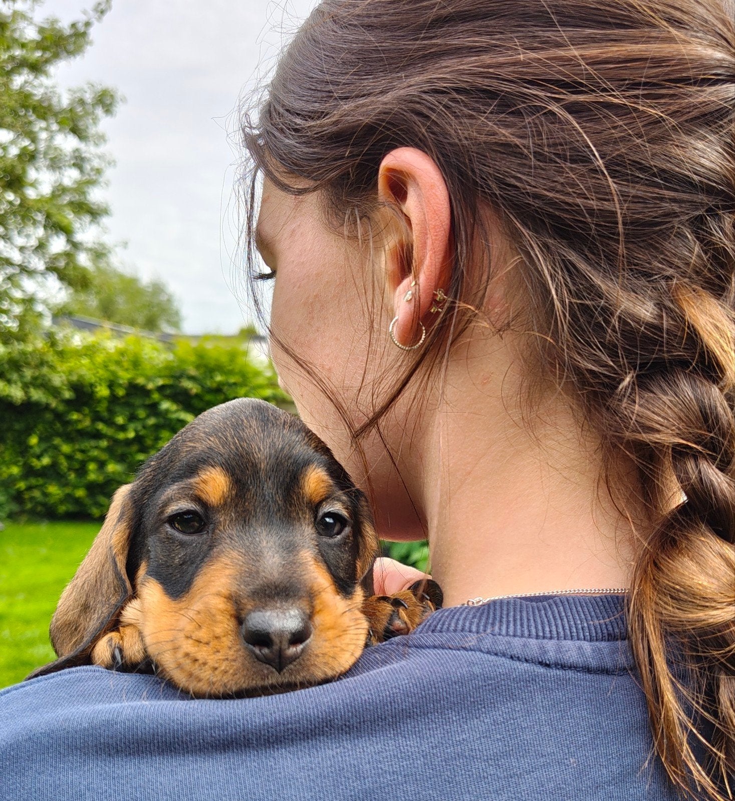 Standaard ruwhaar teckel pups in wildkleur geboren 3-5-26, België, Standaard, Particulier, Reu