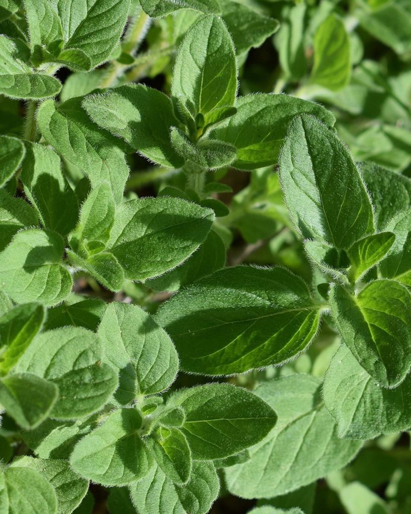 Uit de biologische moestuin: Oregano, plantjes., Volle zon, Vaste plant, Ophalen of Verzenden, Kruiden