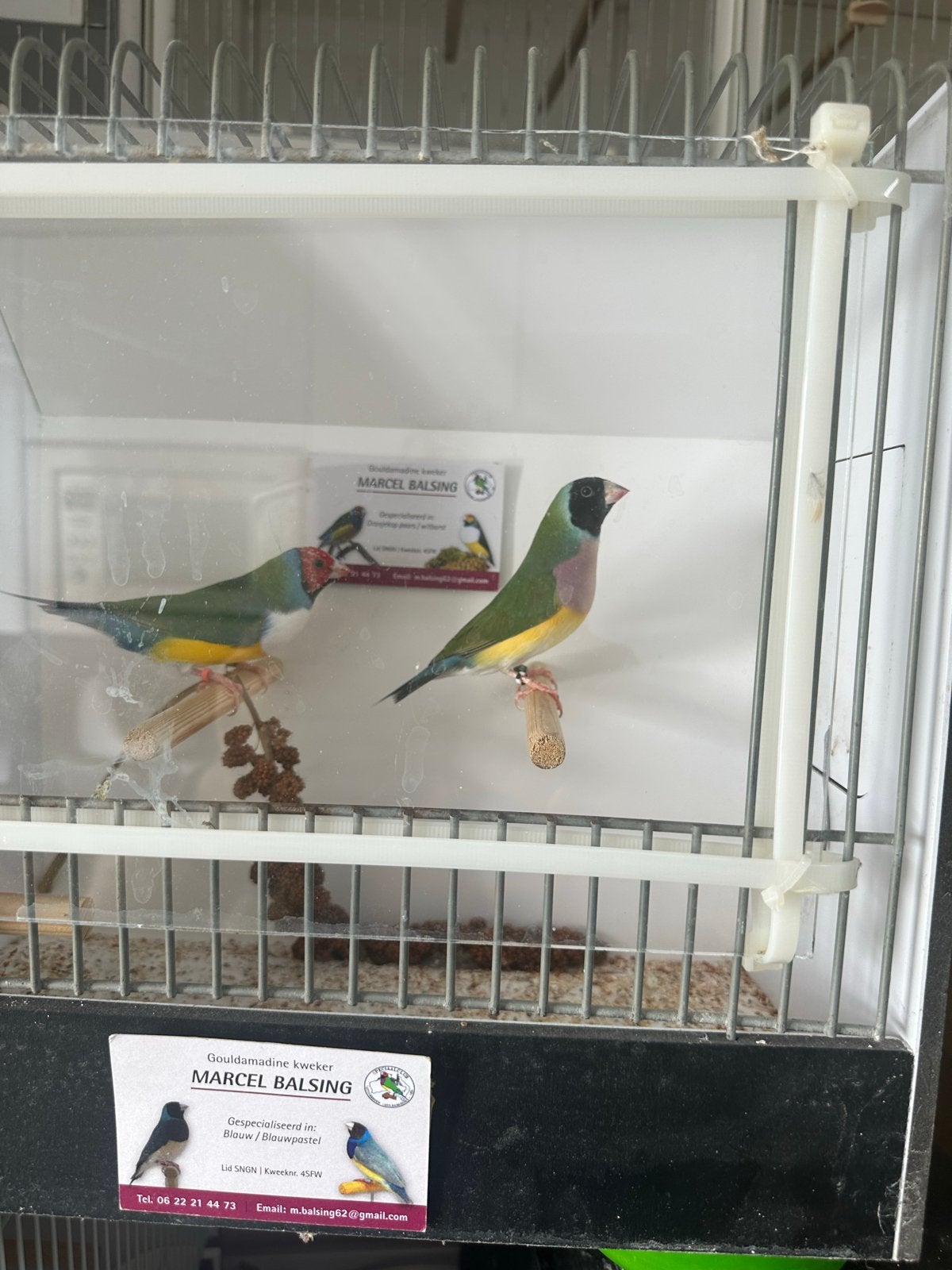 Gouldamadine goulds, Meerdere dieren, Tropenvogel, Geringd