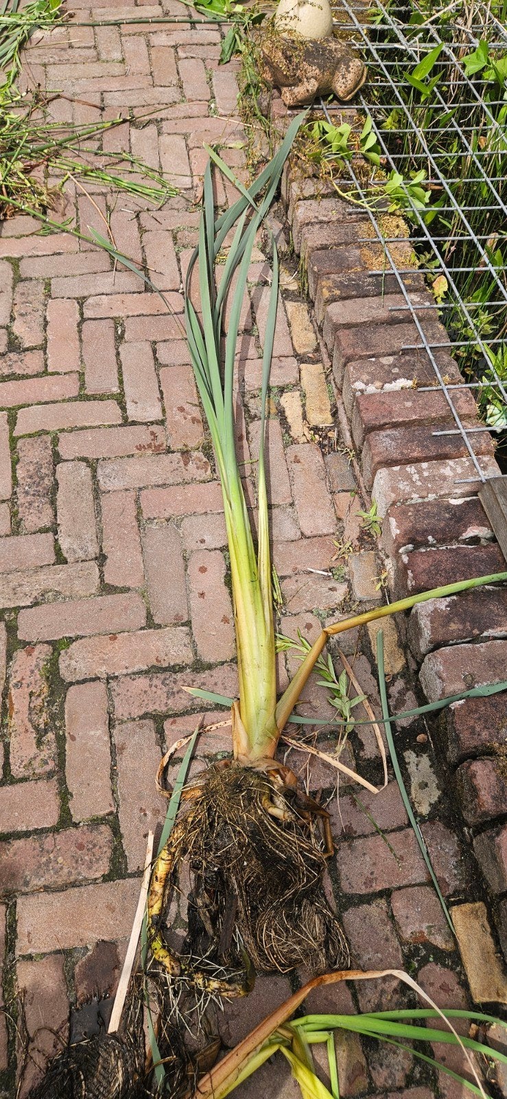 Vijverplant, Tuin en Terras, Planten | Tuinplanten, Ophalen