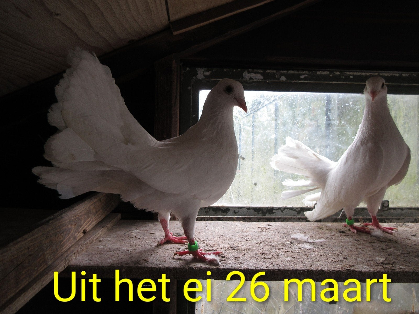 Jonge Kapucijner en Pauw staart duiven te koop!, Meerdere dieren, Overige soorten