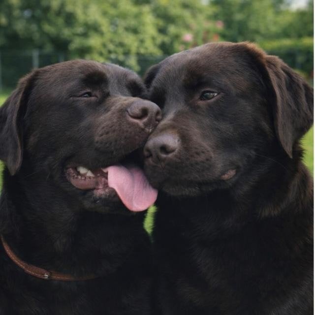 Nestje puppy's bruine labrador, 8 tot 15 weken, Labrador retriever, Meerdere, Meerdere dieren