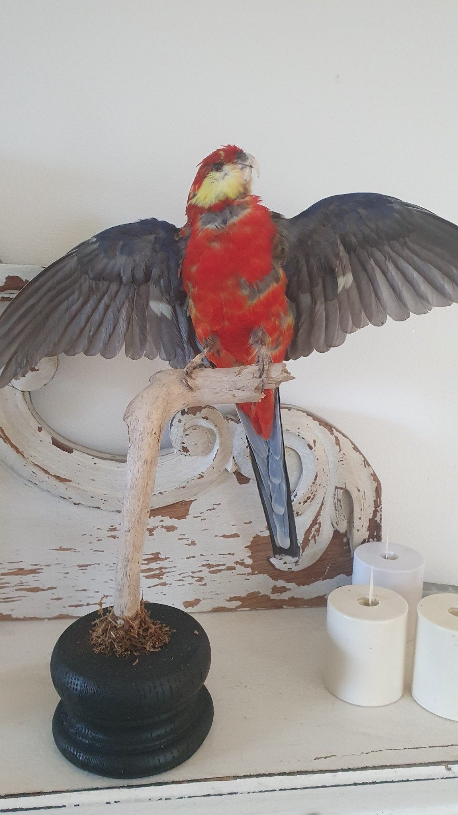 opgezette rosella, Ophalen of Verzenden, Gebruikt, Opgezet dier