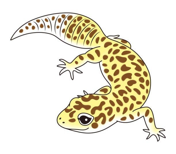 gezocht giant of super giant luipaardgekko, Hagedis, 0 tot 2 jaar