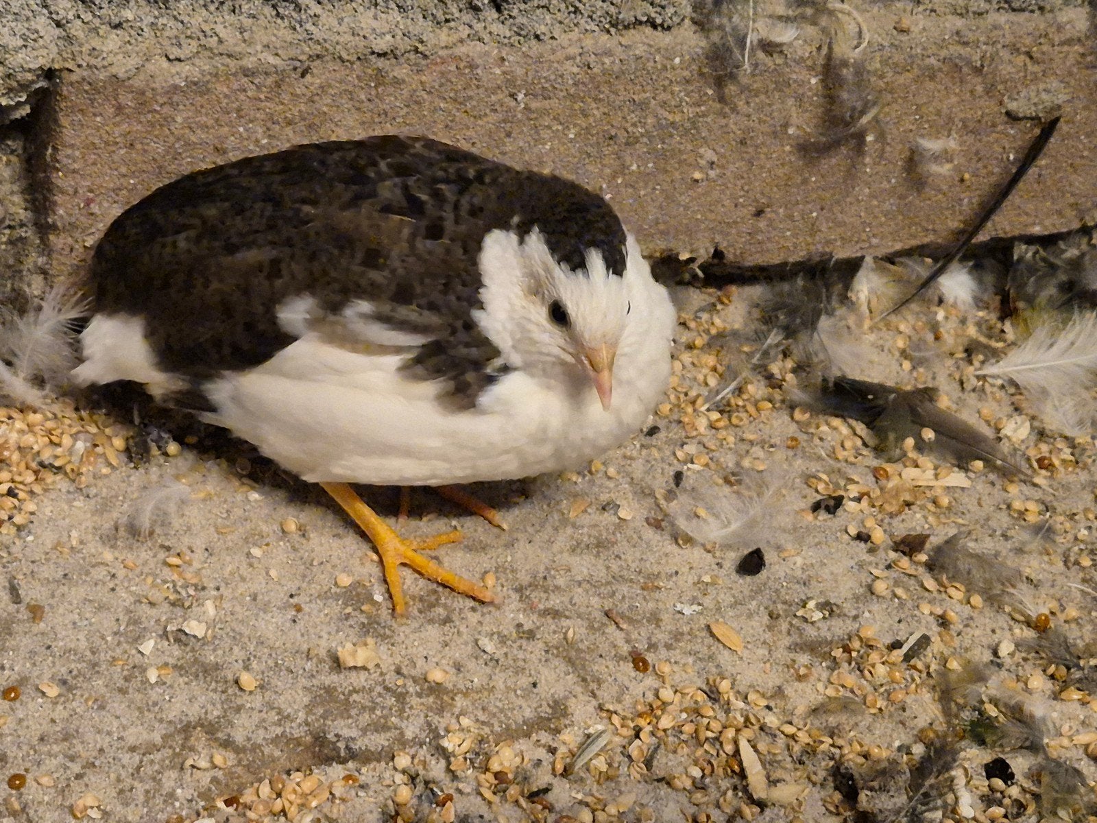 4 Chineese dwergkwartels, Meerdere dieren