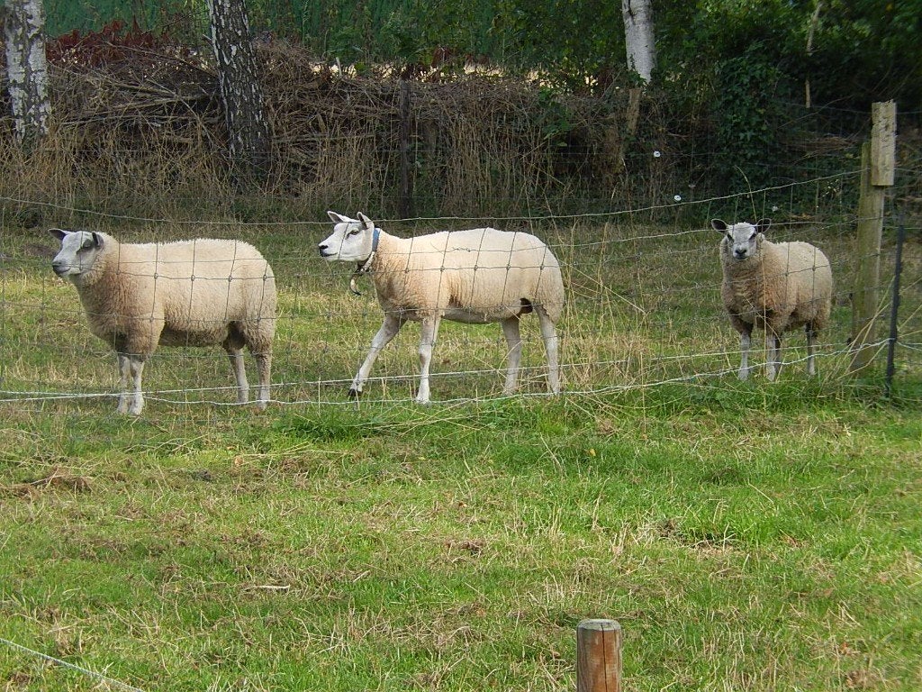 Texelaar ram, Mannelijk, Schaap, 0 tot 2 jaar