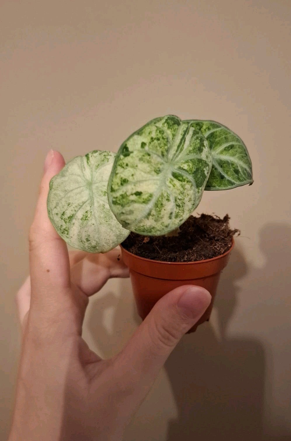 Alocasia Ninja Tricolor Variegata, Ophalen of Verzenden, Halfschaduw, Minder dan 100 cm
