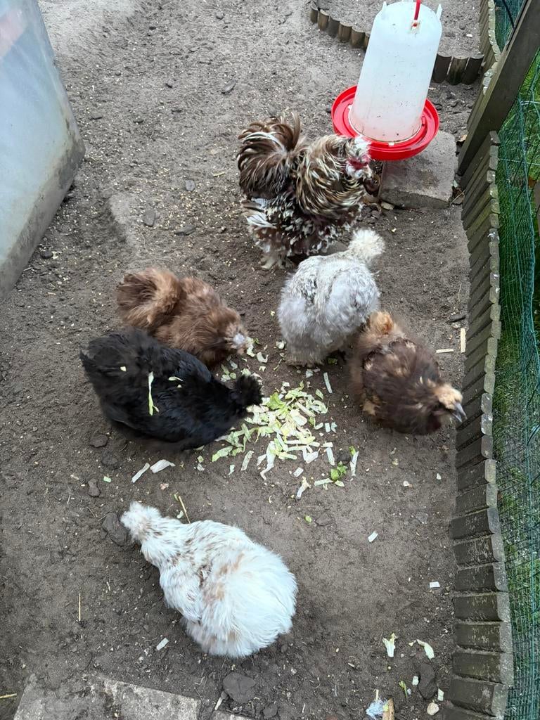 Broedeieren USA zijdehoen, Dieren en Toebehoren, Pluimvee, Geslacht onbekend, Kip