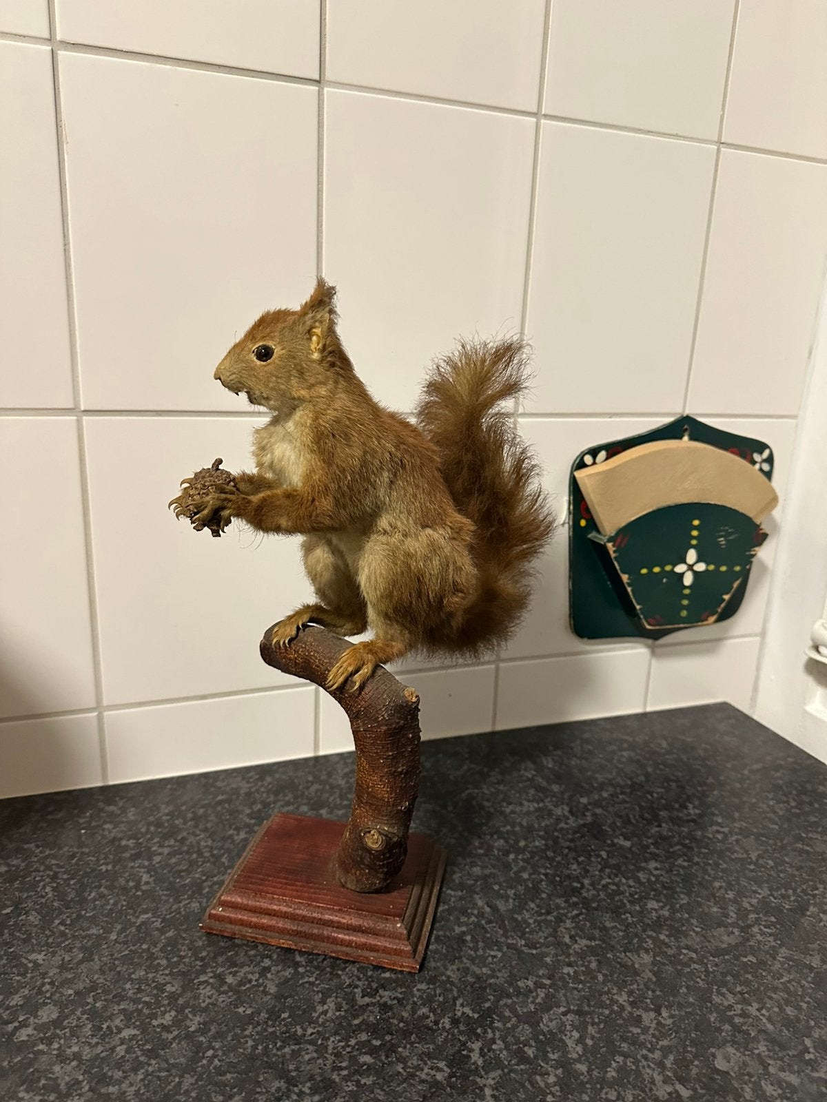 Opgezette eekhoorn taxidermie, Ophalen of Verzenden, Wild dier, Opgezet dier