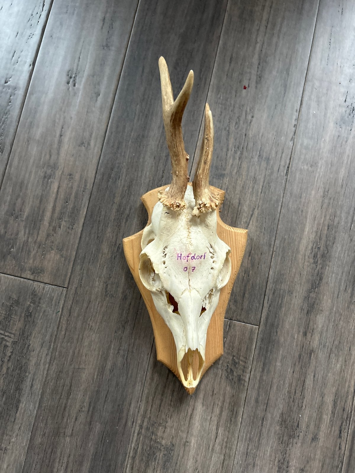 Dieren schedel hert, Ophalen of Verzenden